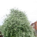 Pyrus salicifolia 'Pendula'